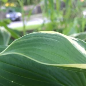 Meet your Posher, Annabella